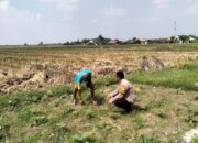 Dukung Ketahanan Pangan, Bhabinkamtibmas Jiken Cek Lahan Sayur Warga