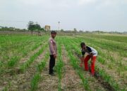 Petani Desa Seketi Diedukasi Tentang Perawatan Lahan Jagung Demi Sukseskan Program Ketahanan Pangan Nasional