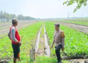 Bhabinkamtibmas Desa Seketi Dorong Ketahanan Pangan Lewat Pekarangan Bergizi