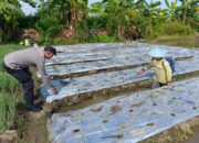 Polsek Tarik Optimalkan Ketahanan Pangan Polresta Sidoarjo, Kunjungi Perkebunan Cabai Warga Singogalih