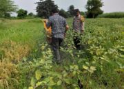 Wujud Polisi Cinta Petani Tinjau Lahan Terong untuk Ketahanan Pangan Bergizi