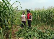 Polisi Cinta Petani dari Polsek Balongbendo, Dampingi Ketahanan Pangan Tanaman Jagung