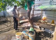 Polsek Porong Dukung Ketahanan Pangan, Cek Pembibitan Entok Jumbo di Desa Plumbon