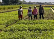 Bhabinkamtibmas Sambangi Petani, Dukung Ketahanan Pangan Sesuai Asta Cita Presiden Prabowo