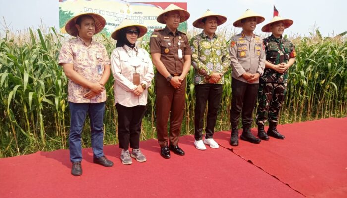 Sidoarjo Panen Raya Jagung, Forkopimda Salurkan 300 Ton Benih demi Swasembada Pangan 2025