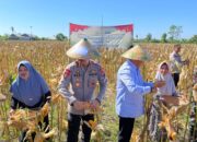 Polres Situbondo Gelar Panen Raya Jagung Tahap II, Kolaborasi Penuh Wujudkan Swasembada Pangan
