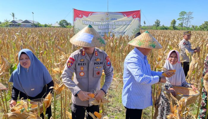 Polres Situbondo Gelar Panen Raya Jagung Tahap II, Kolaborasi Penuh Wujudkan Swasembada Pangan