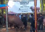 Sapi Kurban 1,1 Ton dari Presiden RI Disembelih di Purworejo