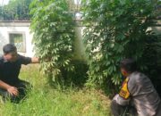 Dukung Ketahanan Pangan, Bhabinkamtibmas Kedung Banteng Tinjau Lahan Pekarangan Warga