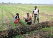 Polsek Balongbendo, Optimalkan Pendampingan Ketahanan Pangan Tanaman Jagung