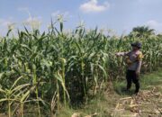 Polsek Krembung Lakukan Peninjauan Lahan Jagung di Desa Wonomlati Topang Swasembada Pangan Mandiri