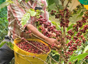 Pencurian Kopi Makin Brutal, Petani Rabunan Menjerit