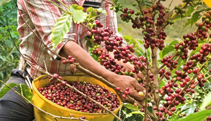 Pencurian Kopi Makin Brutal, Petani Rabunan Menjerit