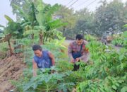 Bhabinkamtibmas Desa Balongtani Tinjau Lahan Pekarangan untuk Program Ketahanan Pangan