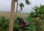 Bhabinkamtibmas Desa Permisan Tinjau Lahan Pekarangan untuk Dukung Program Ketahanan Pangan