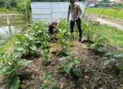 Bhabinkamtibmas Jemirahan Tinjau Lahan Sayur Warga Dukung Ketahanan Pangan Desa