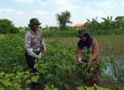 Bhabinkamtibmas Kalidawir Tinjau Lahan Sayur Warga, Dukung Ketahanan Pangan Desa