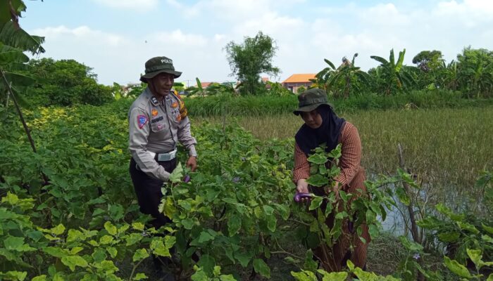 Bhabinkamtibmas Kalidawir Tinjau Lahan Sayur Warga, Dukung Ketahanan Pangan Desa