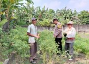 Polisi Cinta Petani, Bhabinkamtibmas Pangkemiri Tinjau Lahan Ketahanan Pangan Warga