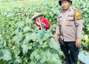 Dukung Ketahanan Pangan Lewat Perawatan Tanaman Hortikultura di Balongbendo