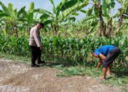 Polsek Tulangan Dampingi Warga Upayakan Hasil Optimal pada Tanaman Jagung