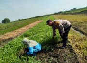 Bhabinkamtibmas Pangkemiri Tinjau Lahan Peternakan Warga, Dukung Program Ketahanan Pangan Bergizi