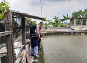 Perkuat Ketahanan Pangan, Polsek Porong Edukasi Warga Pembudidaya Ikan Nila