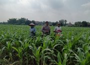 Polisi Ajak Petani Tingkatkan Panen Jagung