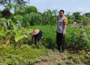 Bhabinkamtibmas Turun ke Lahan Pertanian, Dukung Petani Keboananom Gedangan Tanam Cabai dan Kemangi