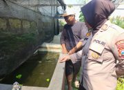 Polsek Krembung Dukung Swasembada Pangan, Dampingi Budidaya Lele di Desa Ploso