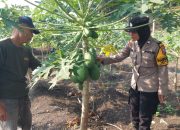 Polsek Taman Dampingi Penanaman Pepaya, Wujudkan Ketahanan Pangan Polresta Sidoarjo di Desa Gilang