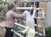 Pemanfaatan Lahan Sempit untuk Swasembada Pangan, Warga Sumorame Kelola Sawi Hidroponik
