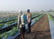 Polisi dan Warga Optimalkan Lahan Melon untuk Ketahanan Pangan di Desa Kelopo Sepuluh Sukodono