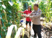 Polsek Porong Optimalisasi Ketahanan Pangan Lewat Program P2B di Desa Wunut