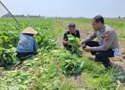 Warga Becirongengor Manfaatkan Lahan Kosong untuk Ketahanan Pangan, Tanaman Sawi Tumbuh Subur