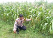 Kanit Binmas Polsek Krembung Dampingi Perawatan Jagung Wujudkan Ketahanan Pangan