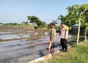 Bhabinkamtibmas Desa Jiken Tinjau Lahan Tanaman Padi dalam Program Ketahanan Pangan