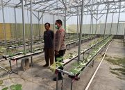 Polsek Tarik Patroli Ketahanan Pangan di Kebun Melon Hidroponik Desa Gempolklutuk
