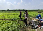 Polsek Krembung Dukung Swasembada Pangan, Polisi Turun ke Lahan P2B Desa Lemujut