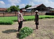 Aktif Dukung Ketahanan Pangan, Polsek Tulangan Patroli Sambang Desa Pangkemiri
