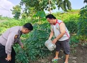 Polresta Sidoarjo Dorong Ketahanan Pangan, Bhabinkamtibmas Cek Kebun Singkong Warga Desa Permisan