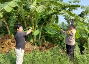 Bhabinkamtibmas Desa Pangkemiri Tinjau Lahan Pisang dalam Program Ketahanan Pangan
