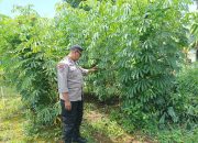 Polsek Jabon Dukung Swasembada Pangan, Polisi Turun ke Lahan P2B Desa Kedungrejo