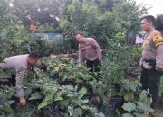 Kapolsek Krembung Cek Ketahanan Pangan P2B di Desa Lemujut
