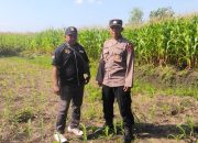 Bhabinkamtibmas Cek Ketahanan Pangan Tanaman Jagung di Plumbungan Jadi Harapan Swasembada Pangan