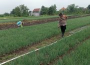 Kanit Binmas Polsek Krembung Dampingi Perawatan Tanaman Bawang Merah di Desa Lemujut