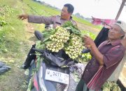 Bhabinkamtibmas Desa Jiken Tinjau Lahan Sayur Warga, Dukung Swasembada Pangan