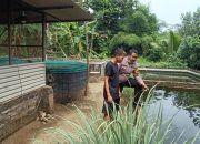 Kapolsek Tarik Apresiasi Budidaya Lele Warga Desa Kramat Temenggung