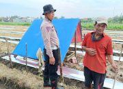 Polsek Balongbendo Kelola Ketahanan Pangan, Melalui Pendampingan Aktif Bhabinkamtibmas