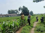 Polsek Tarik Gencarkan Sambang Desa, Dampingi Petani Jagung